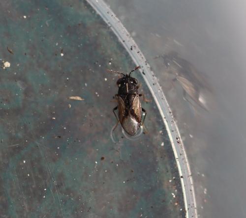Réf. 299 824 : Geocoris lineola